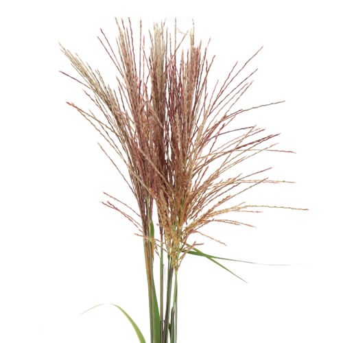 MISCANTHUS KRATER