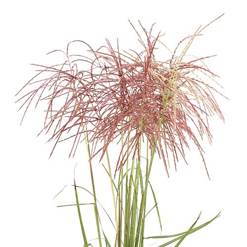 MISCANTHUS PINK PERFECTION