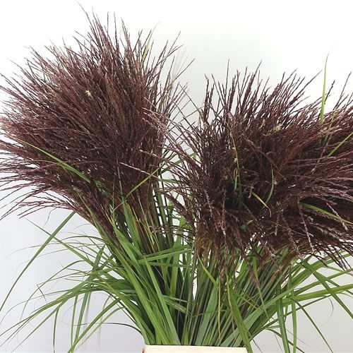 MISCANTHUS SINENSIS MALEPARTUS