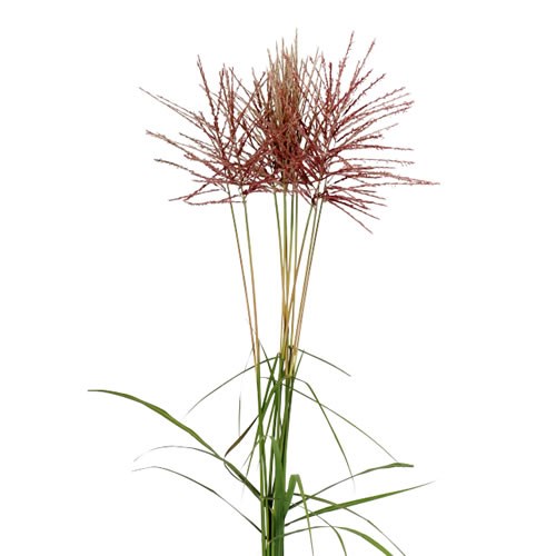 MISCANTHUS SUBROSA