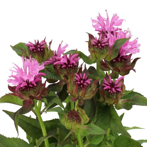 MONARDA ALEXANDRA