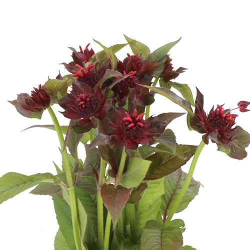 MONARDA ANASTASIA