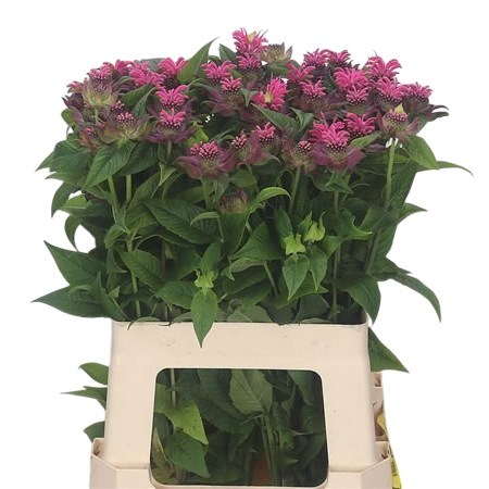 MONARDA DENISE