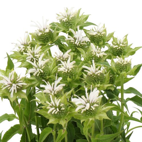 MONARDA GREETJE