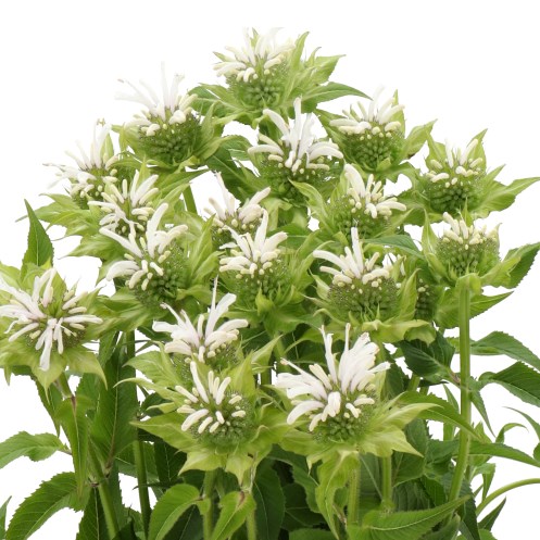 MONARDA GREETJE