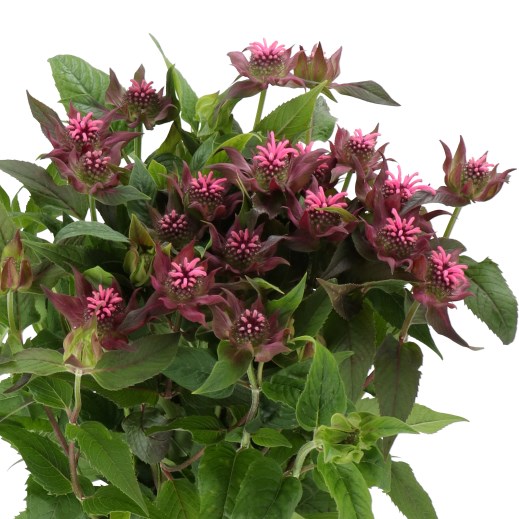 MONARDA LINDA