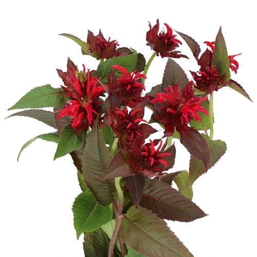 MONARDA RED STAR