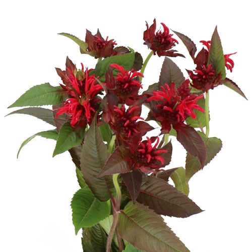MONARDA RED STAR