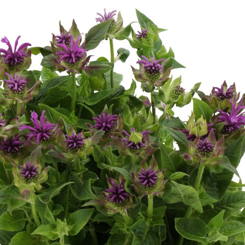 MONARDA SANDRA