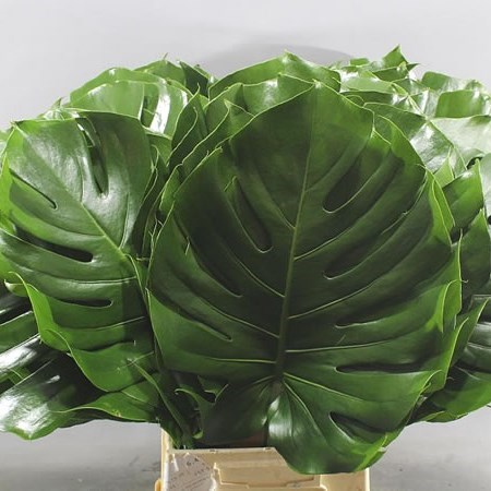 MONSTERA LEAVES