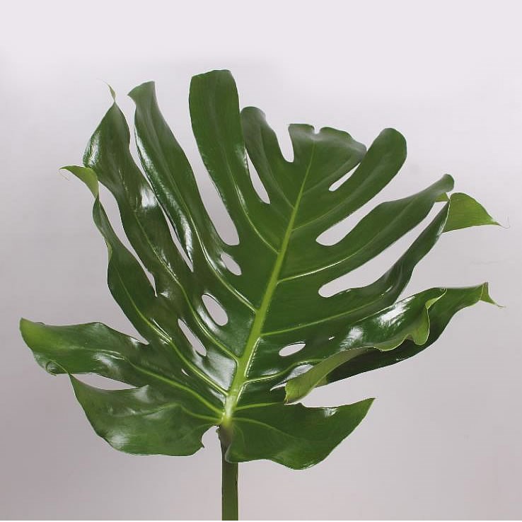 MONSTERA LEAVES EX LARGE 80CM