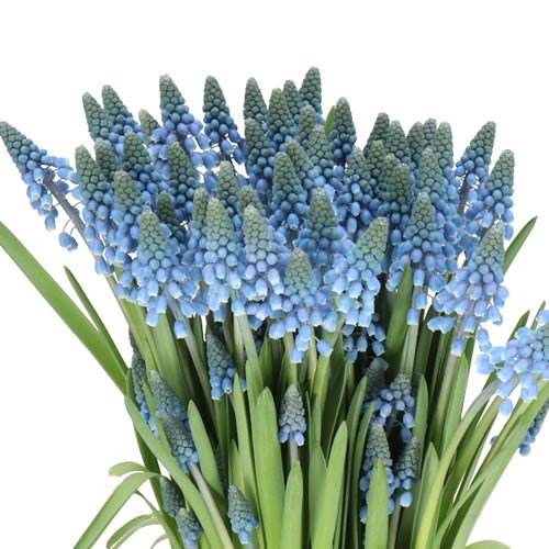 MUSCARI BLUE