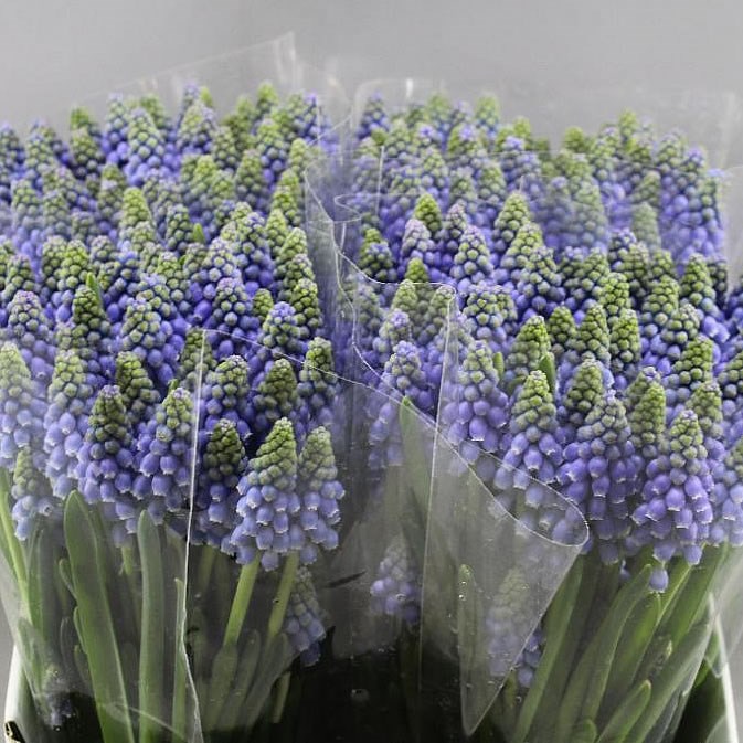 MUSCARI BLUE