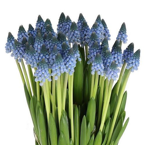 MUSCARI BLUE