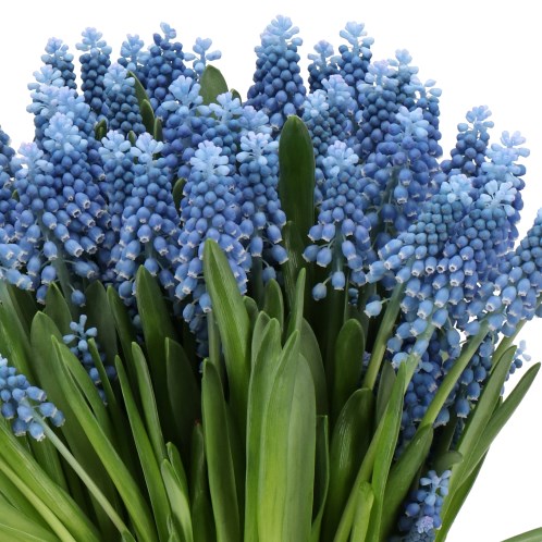 MUSCARI BLUE MOON