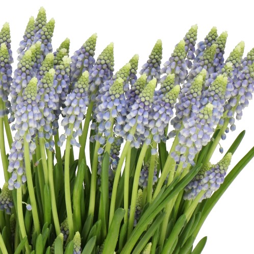 MUSCARI EMMY