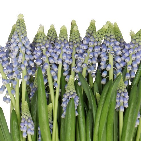 MUSCARI HELENA