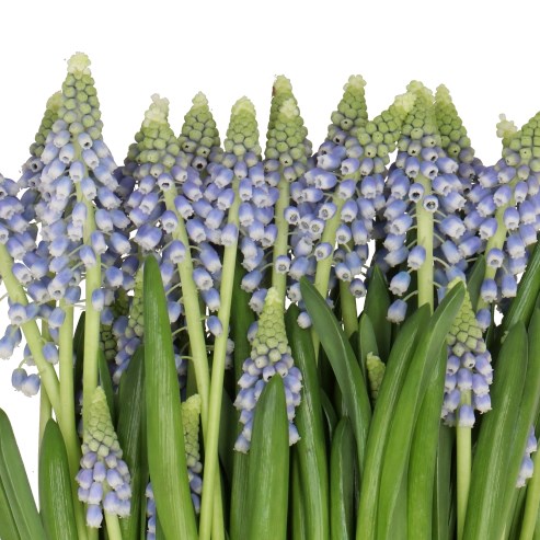 MUSCARI HELENA