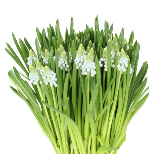 MUSCARI MANON (PALE BLUE)