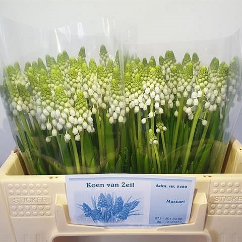 MUSCARI WHITE