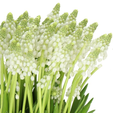 MUSCARI WHITE PEARL