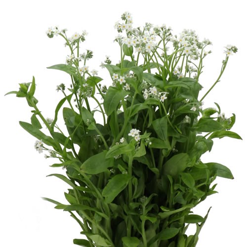 MYOSOTIS ALPESTRIS WHITE