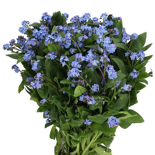 MYOSOTIS ATLANTIS (FORGET ME NOTS)