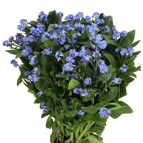 MYOSOTIS ATLANTIS (FORGET ME NOTS)