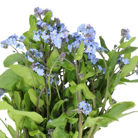 MYOSOTIS BLUE (FORGET ME NOTS)