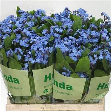 MYOSOTIS BLUE (FORGET ME NOTS)