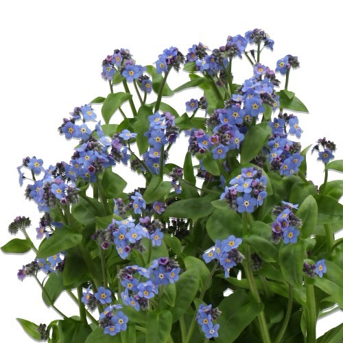 MYOSOTIS BLUE MEMORY