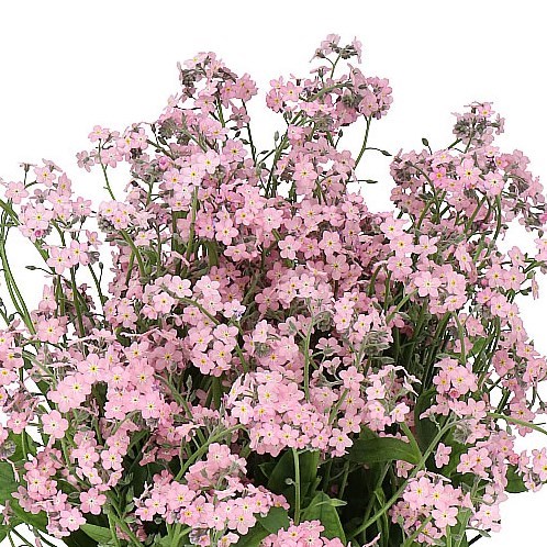 MYOSOTIS PINK (FORGET ME NOTS)