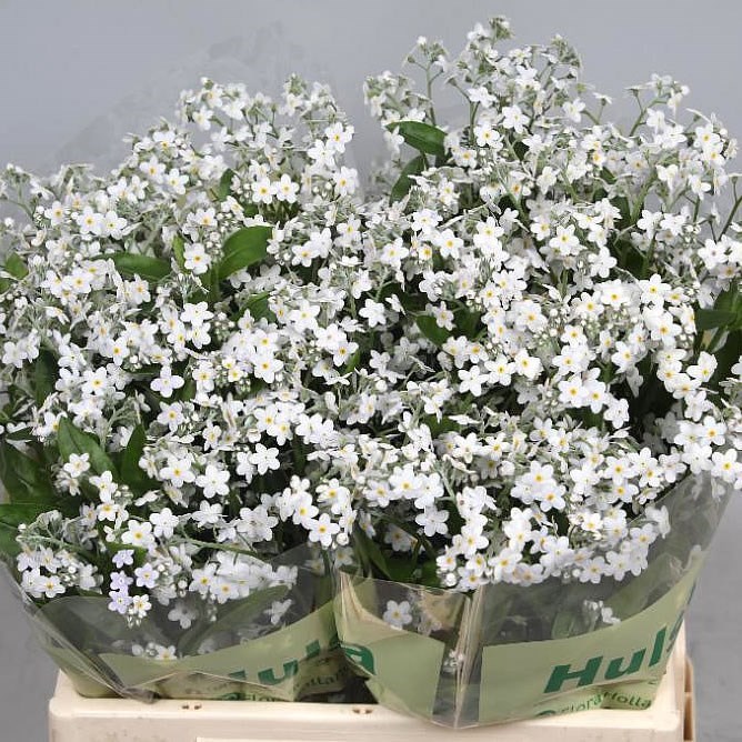 MYOSOTIS WHITE (FORGET ME NOTS)