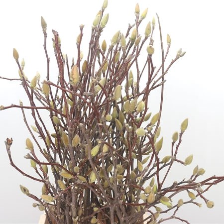 Magnolia Grandiflora