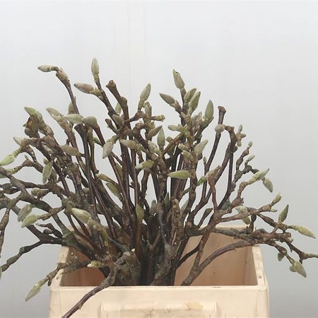 Magnolia Grandiflora