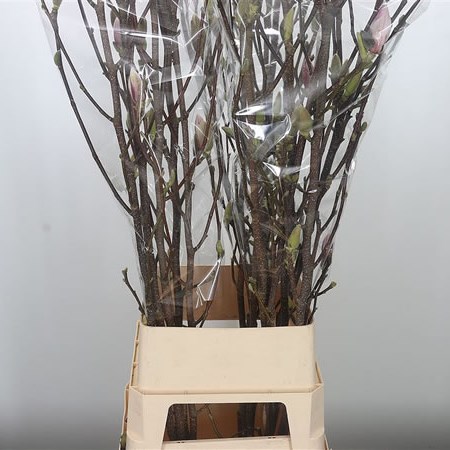 Magnolia Grandiflora (Extra)