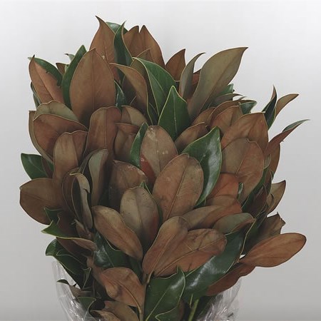 Magnolia Leaves