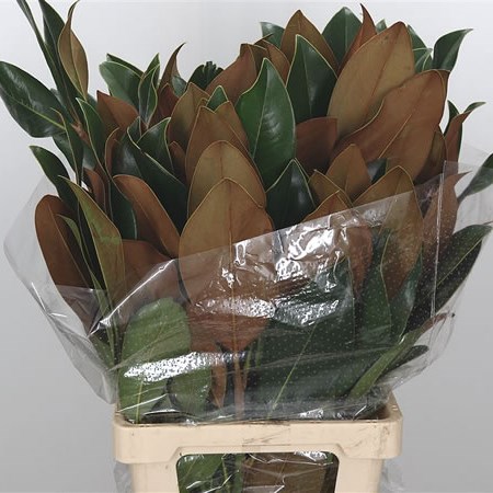 Magnolia Leaves