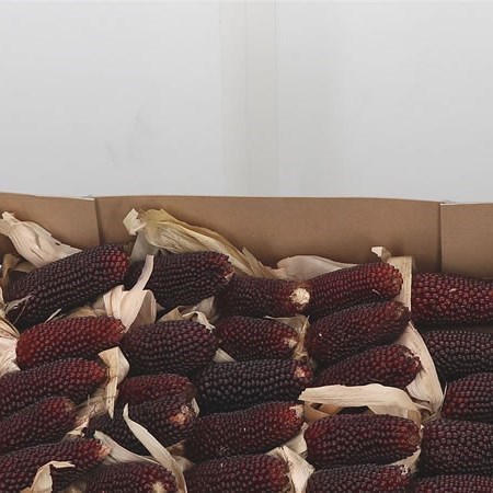 Maize - Strawberry Red