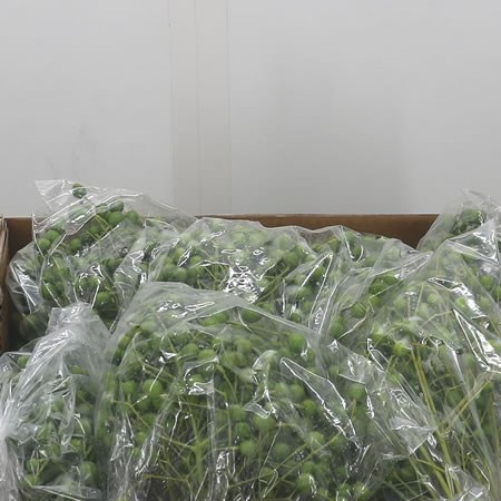 Melia Berries (Per Sack)