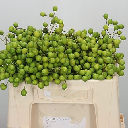 Melia Berries