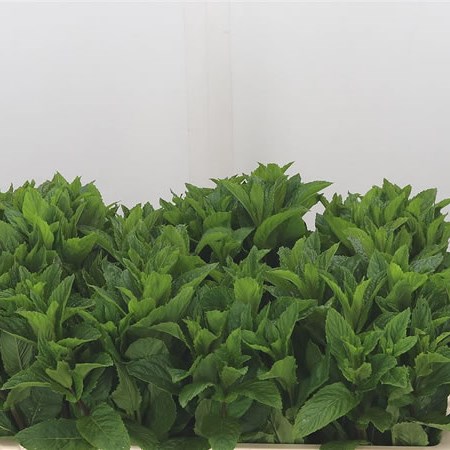 Mentha Tigra (Mint)