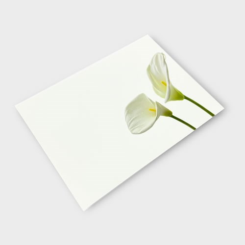 Message Cards Large - Arum Lilies (12.5x9cm)