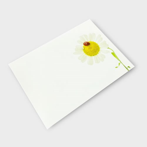 Message Cards Large - Ladybird & Daisy (12.5x9cm)