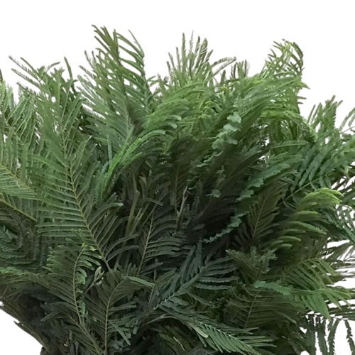 Mimosa Silver Queen