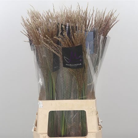 Miscanthus Krater
