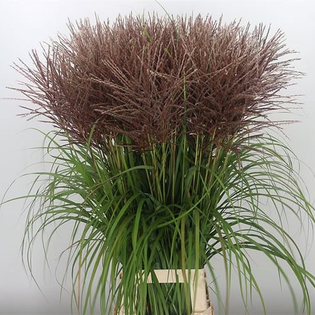 Miscanthus Rotfeder