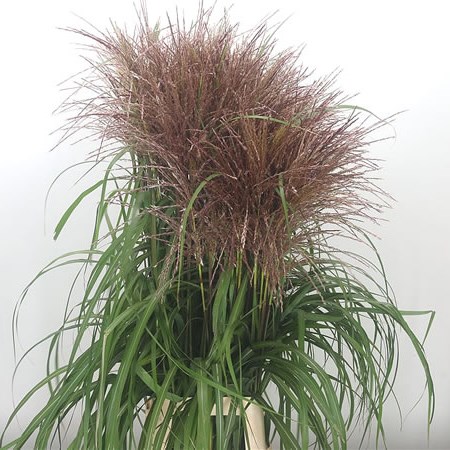 Miscanthus Sinensis Malepartus