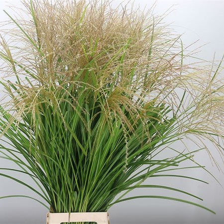 Miscanthus Vanilla Sky