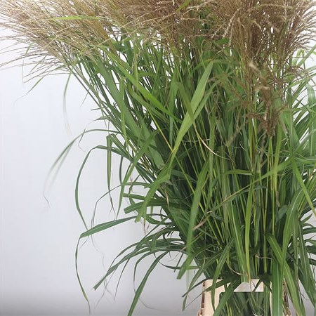 Miscanthus Vanilla Sky